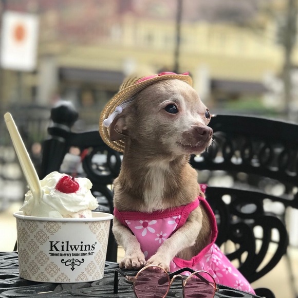 Meet your Posher, Lily - Picture 1 of 1